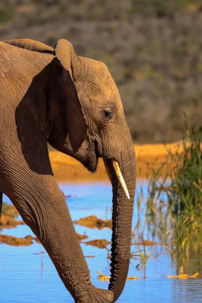 Eine Vertikale Nahaufnahme Eines Wandelnden Afrikanischen Savannenelefanten Loxodonta Africana — Stockfoto