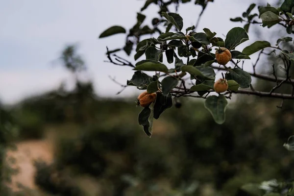 Selektivt Fokusbilde Appelsin Små Persimmon Frukter Diospyros Som Vokser Trær – stockfoto