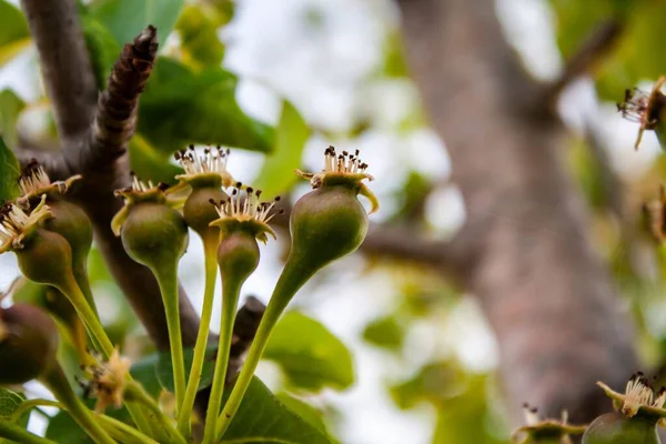 Mise Point Sélective Poires Sur Une Branche Sur Fond Flou — Photo