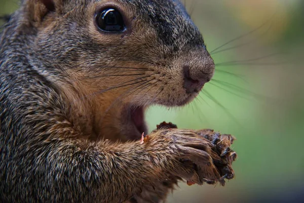 Söt Ekorre Som Äter Torkad Tranbär — Stockfoto