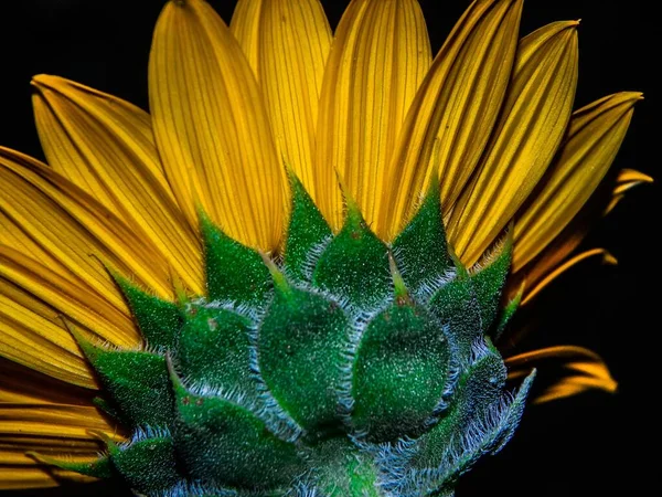 Макроснимок Подсолнуха Красивыми Зелеными Желтыми Узорами — стоковое фото