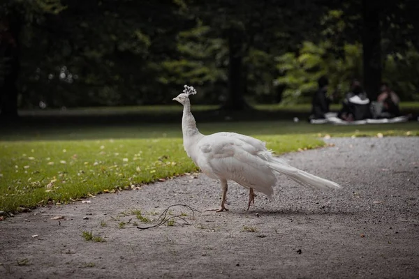 Ein Schöner Weißer Pfau Auf Einem Pfad Der Nähe Einer — Stockfoto