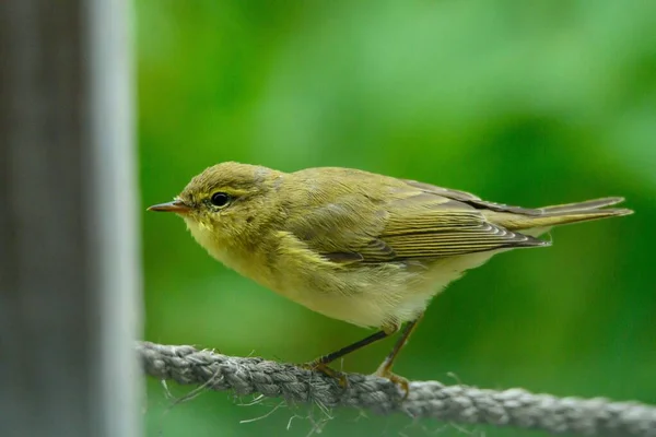 Closeup Cute Wood Warbler Blurred Background — Stock Photo, Image