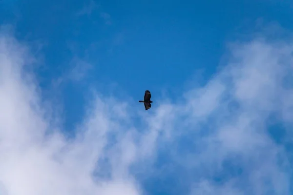 Снимок Птицы Летящей Высоко Голубом Облачном Небе Солнечный День — стоковое фото