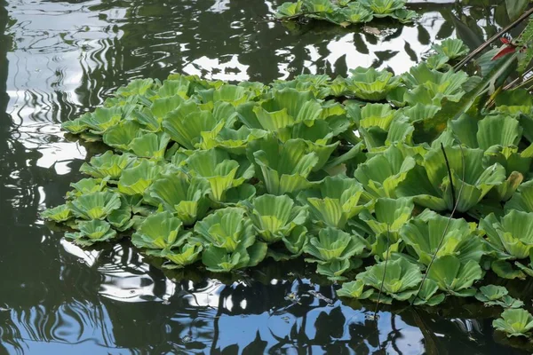 Primer Plano Las Plantas Florales Verdes Parte Superior Del Agua —  Fotos de Stock