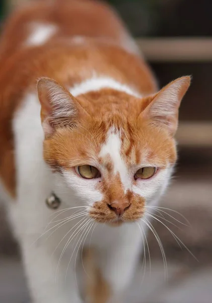 かわいい生姜と白い目の猫の垂直ショット — ストック写真