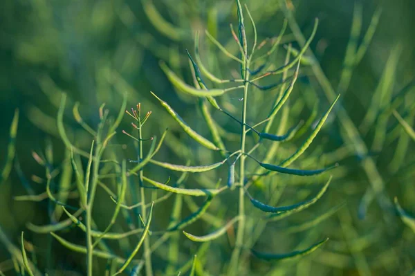 Bulanık Bir Alanda Büyüyen Yağ Tohumlu Tecavüzlerin Yakın Plan Çekimi — Stok fotoğraf