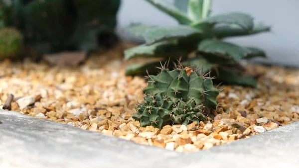 Closeup Small Cactus Surrounded Tiny Stones — Stock Photo, Image