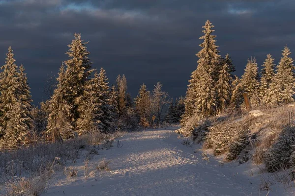 Una Hermosa Vista Bosque Del Norte Invierno Día Soleado Tormentoso —  Fotos de Stock