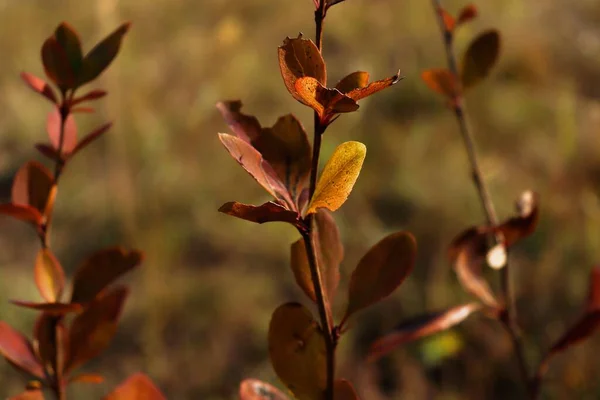 Closeup Shot Autumn Leaves — Stock Photo, Image