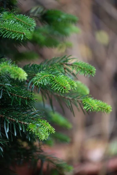Селективный Фокус Вечнозеленых Еловых Ветвей — стоковое фото