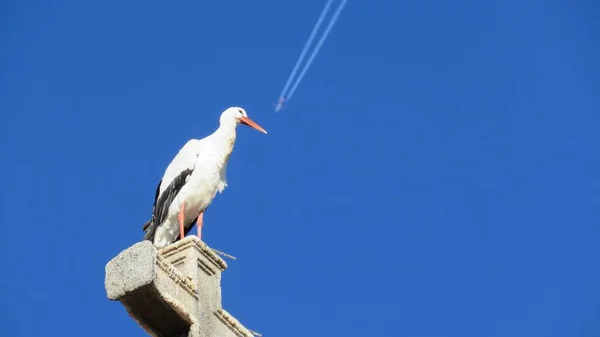 Bir Stork Alçak Açılı Görüntüsü Gökyüzünde Bir Jet Uçağıyla Bir — Stok fotoğraf