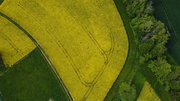 ドイツの明るい黄色の菜の花畑の空中ショット — ストック写真