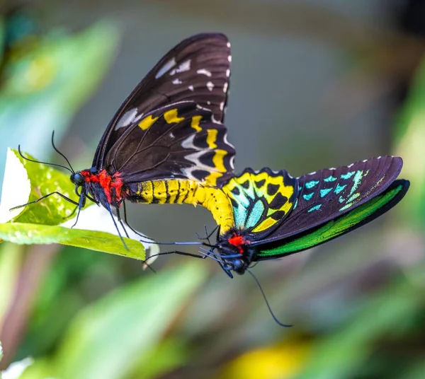 两只美丽五彩斑斓的蝴蝶交配 — 图库照片