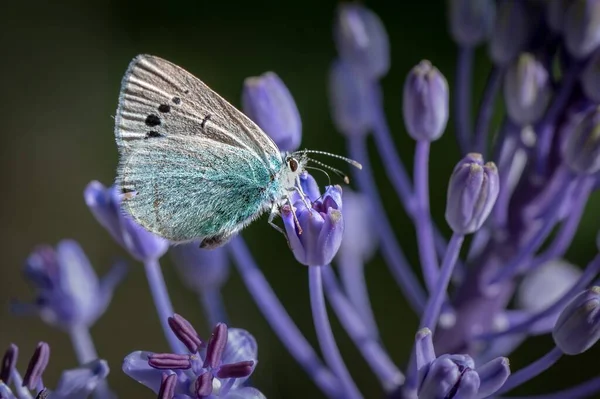 Tiro Close Uma Borboleta Azul Empoleirado Uma Flor Roxa Luz — Fotografia de Stock