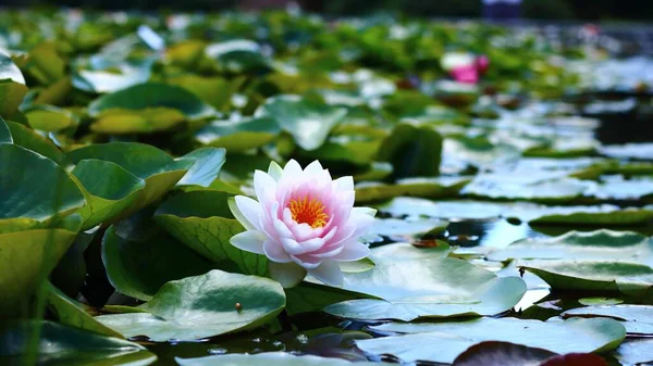 Primer Plano Una Hermosa Flor Lirio Agua Rosa Superficie Del —  Fotos de Stock