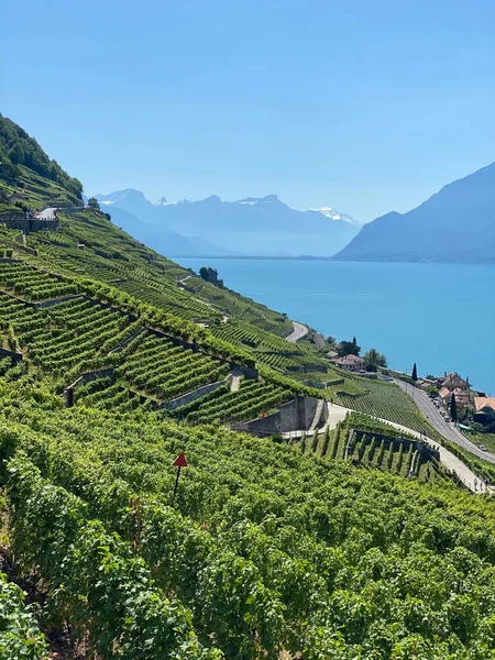 Plan Vertical Vignobles Terrasses Abruptes Région Lavaux Bord Lac Léman — Photo