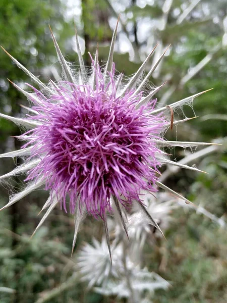 A vertical shot of the Thistle plant