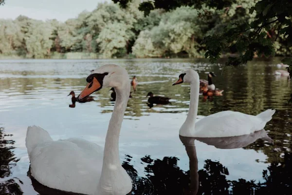 Une Vue Sur Les Cygnes Sur Lac — Photo