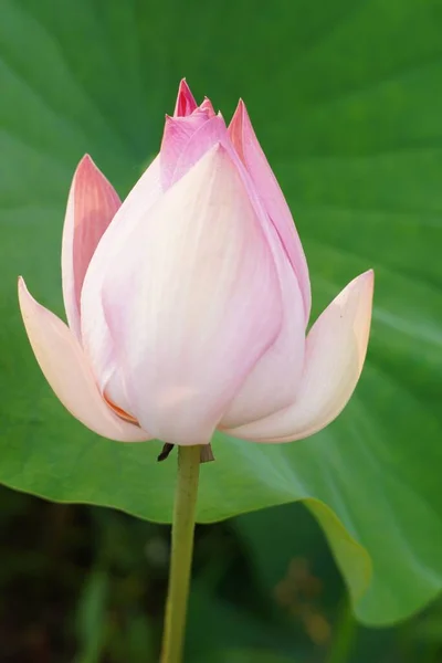 Pionowe Zbliżenie Pięknego Różowego Kwiatu Lotosu Przeciw Zielonemu Liściu Ogrodzie — Zdjęcie stockowe