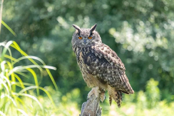 緑の自然を背景に 古い切り株に座っているワシのフクロウのクローズアップ — ストック写真