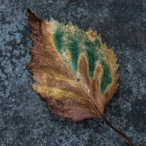 Närbild Ett Säsongsväxlande Löv Ett Betonggolv — Stockfoto