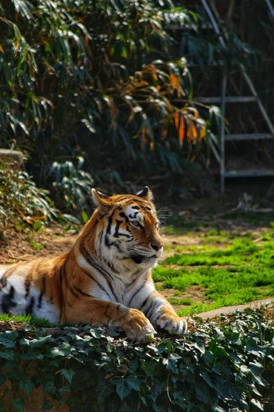 Die Vertikale Ansicht Eines Bengalischen Tigers Der Einem Sonnigen Tag — Stockfoto