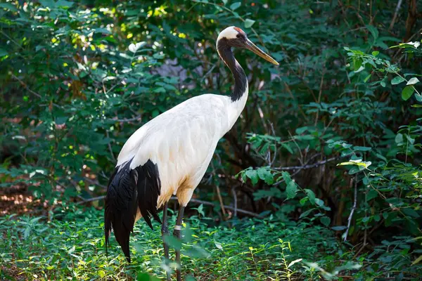 Red Crowned Crane Perching Green Field Front Leafy Plants — Stock Photo, Image