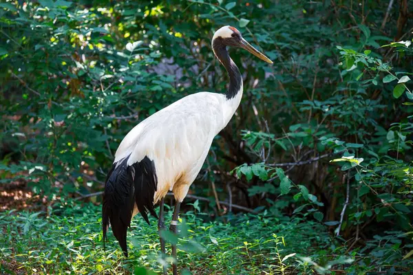 Roodgekroonde Kraanvogel Het Groene Veld Voor Groene Planten — Stockfoto