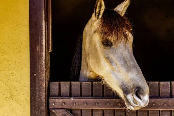 Großaufnahme Eines Pferdekopfes Über Einen Zaun — Stockfoto