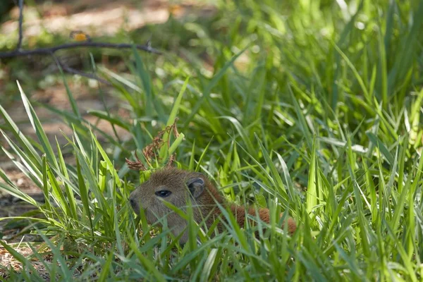 Capybara Baby Stand Lac — Photo