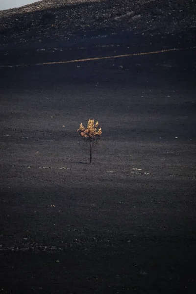 Osamělý Strom Poblíž Mont Arree — Stock fotografie