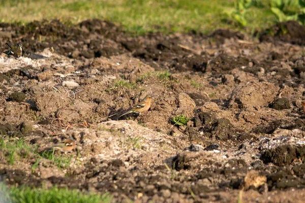 Pequeño Pájaro Pinzón Sentado Suelo — Foto de Stock