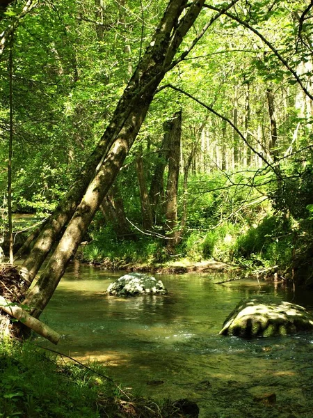 Disparo Vertical Río Tranquilo Con Rocas Denso Verde Bosque — Foto de Stock