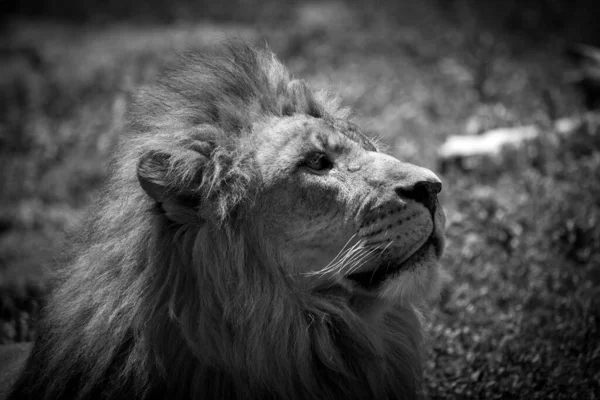 一只漂亮而平静的巴巴里狮子的脸的灰白的特写 — 图库照片
