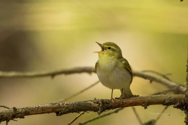 Closeup Shot Wood Warbler Perched Wooden Branch Forest Daylight — Stock Photo, Image