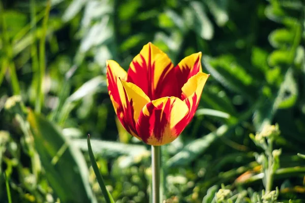 Primo Piano Tulipano Rosso Giallo Campo Una Giornata Sole — Foto Stock