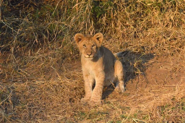 A lion cub in its natural environment