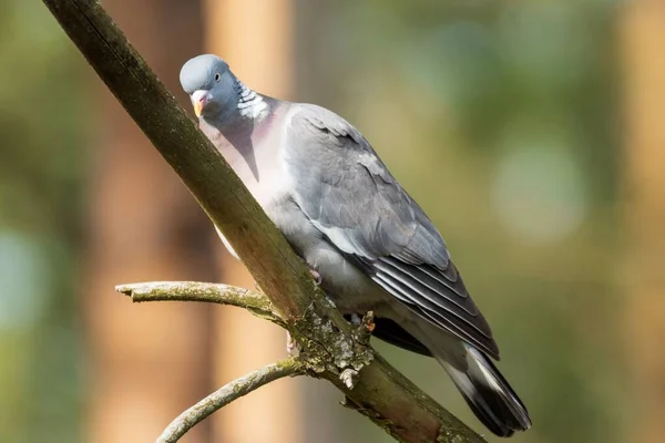 Closeup Cute Common Wood Pigeon Blurred Background — Stock Photo, Image