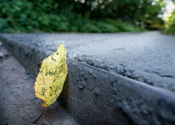 Detailní Záběr Spadlého Žlutého Listu Betonovém Schodišti Denního Světla Podzim — Stock fotografie