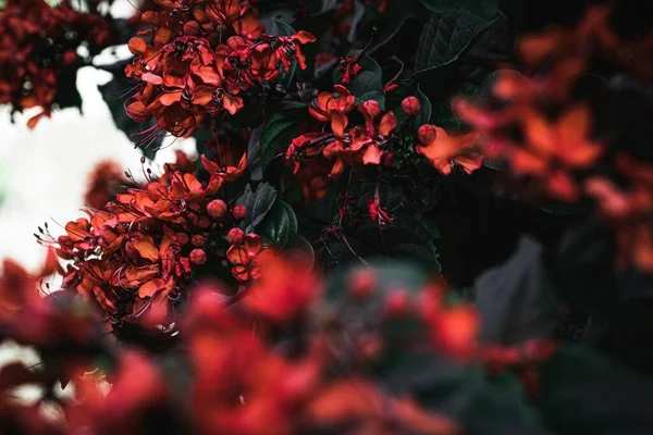 Фотографія Червоних Осінніх Квітів Природним Світлом — стокове фото