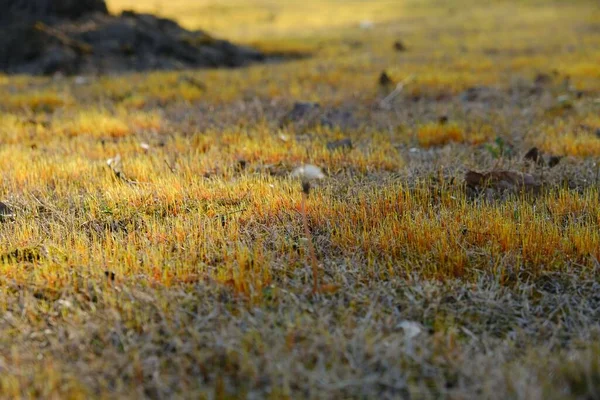 Het Gele Droge Gras Met Een Paardebloem Tegen Een Boomwortel — Stockfoto