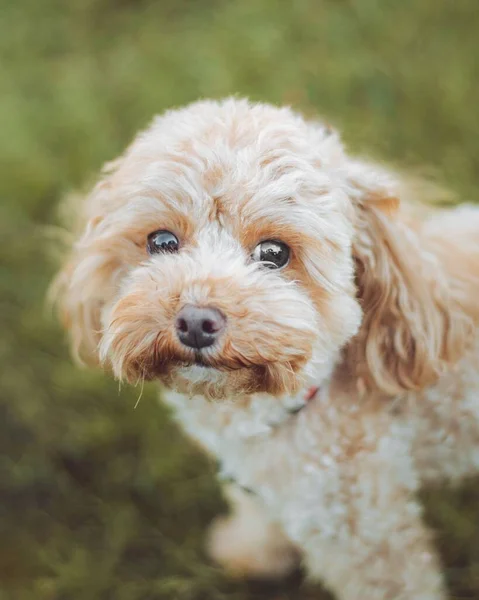 Selektiv Leksak Pudel Valp Grönt Gräs — Stockfoto