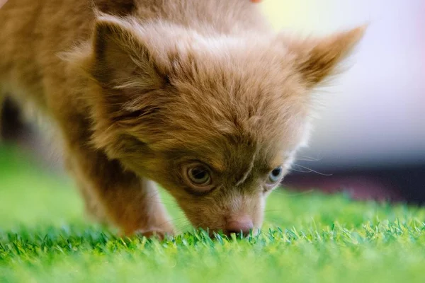 Närbild Chihuahua Valp Grönt Gräs — Stockfoto