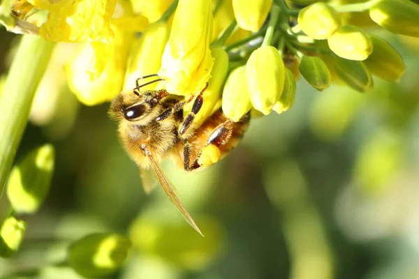 Közelkép Egy Mézelő Méhről Apis Mellifera Sárga Mahonia Virágnektárt Gyűjt — Stock Fotó