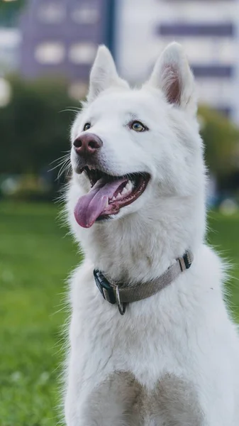 Ένα Κάθετο Πλάνο Ενός Ευτυχισμένου Λευκού Σκυλιού Στο Πάρκο — Φωτογραφία Αρχείου