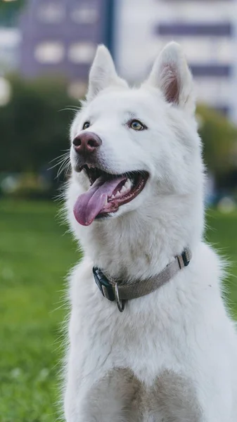 Een Verticaal Schot Van Een Gelukkige Witte Husky Hond Het — Stockfoto