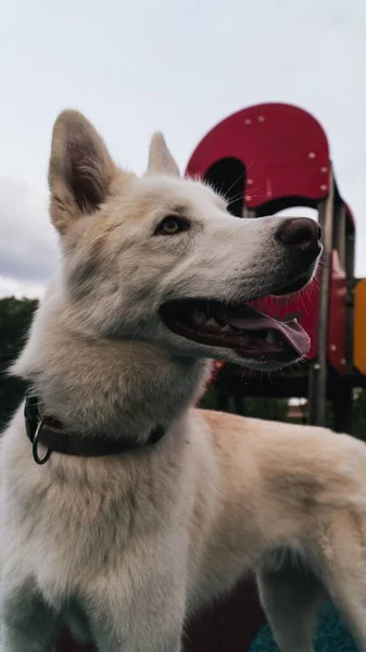 Pionowe Ujęcie Szczęśliwego Białego Husky Spoglądającego Plac Zabaw — Zdjęcie stockowe