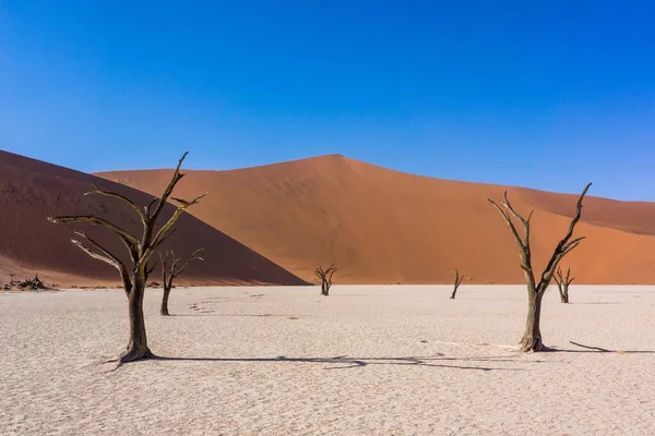 Martwe Drzewa Pustyni Gorący Słoneczny Dzień — Zdjęcie stockowe