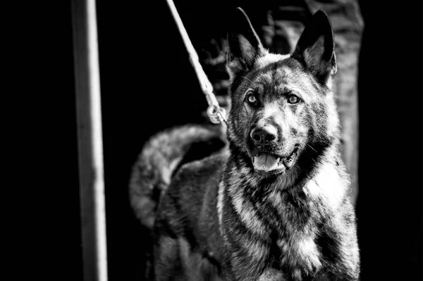 Gråskala Tysk Herdehund — Stockfoto